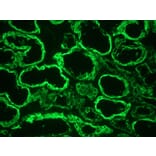 Immunohistochemistry - Anti-Cytokeratin 18 Antibody [RGE53] (A115541) - Antibodies.com