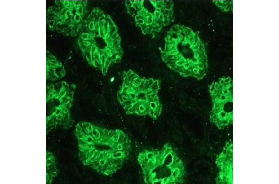Immunohistochemistry - Anti-Cytokeratin 18 Antibody [RGE53] (A115541) - Antibodies.com