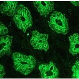 Immunohistochemistry - Anti-Cytokeratin 18 Antibody [RGE53] (A115541) - Antibodies.com