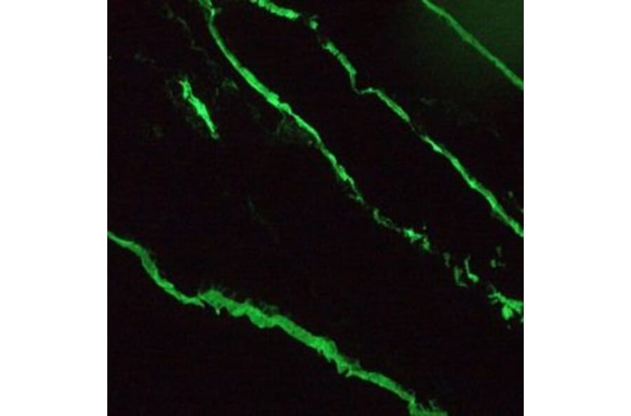 Immunofluorescence - Anti-Cytokeratin 18 Antibody [RGE53] (A115541) - Antibodies.com