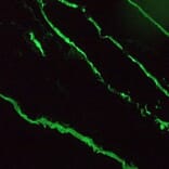 Immunofluorescence - Anti-Cytokeratin 18 Antibody [RGE53] (A115541) - Antibodies.com