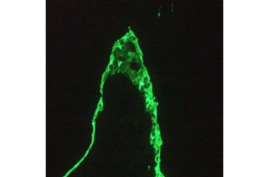 Immunofluorescence - Anti-Cytokeratin 18 Antibody [RGE53] (A115541) - Antibodies.com