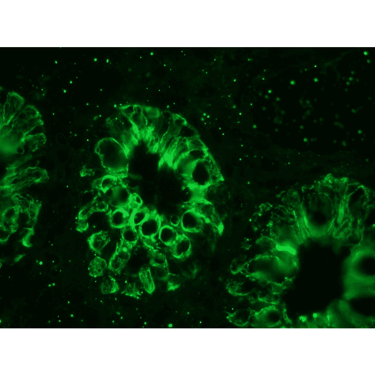Immunofluorescence - Anti-Cytokeratin 18 Antibody [RGE53] (A115541) - Antibodies.com