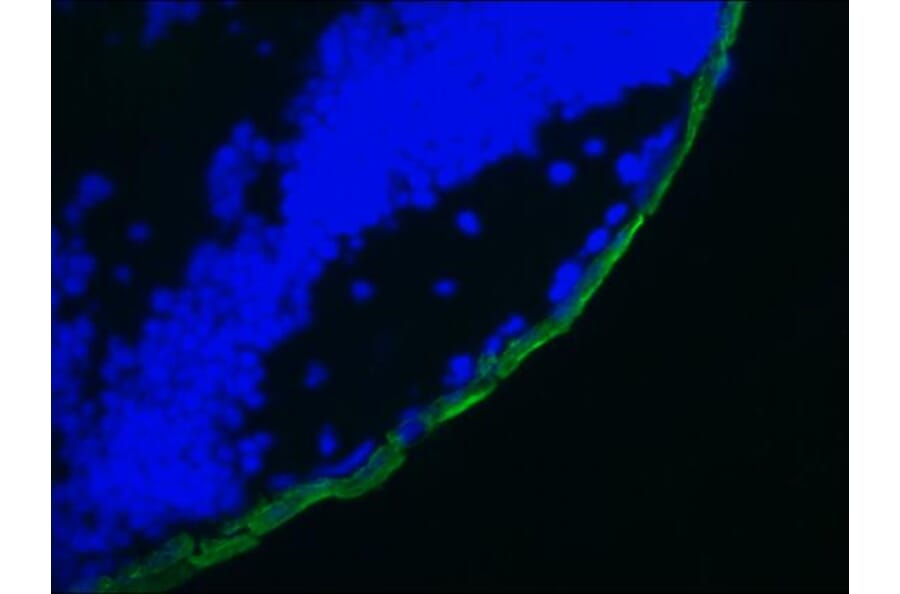 Immunofluorescence - Anti-Cytokeratin 19 Antibody [RCK108] (A115545) - Antibodies.com