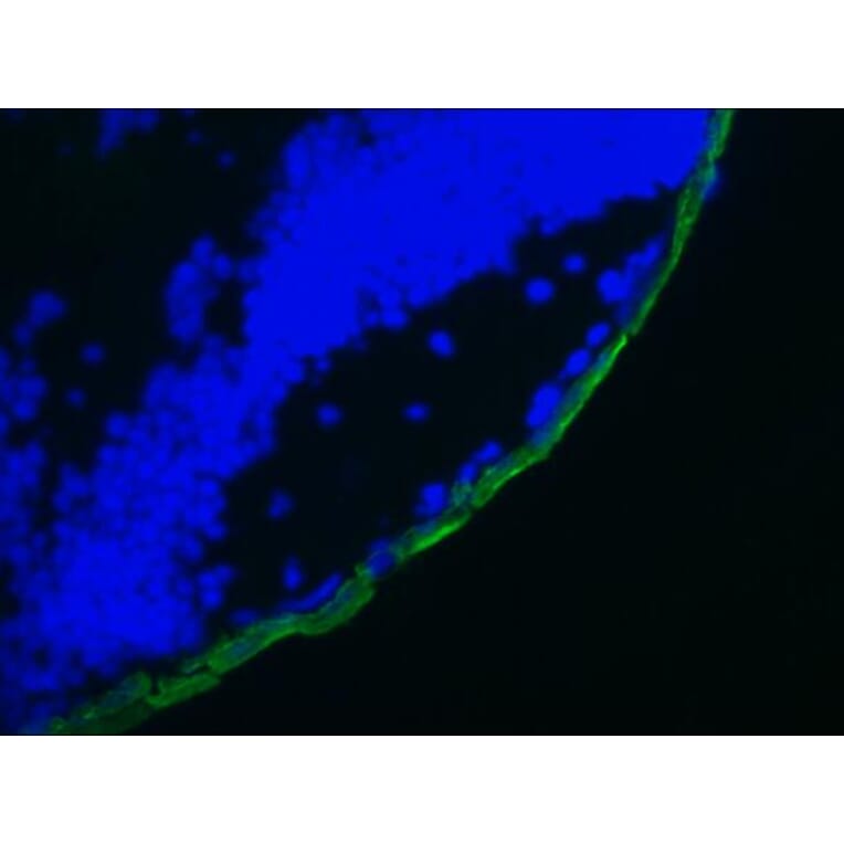 Immunofluorescence - Anti-Cytokeratin 19 Antibody [RCK108] (A115545) - Antibodies.com