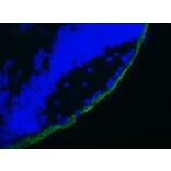 Immunofluorescence - Anti-Cytokeratin 19 Antibody [RCK108] (A115545) - Antibodies.com