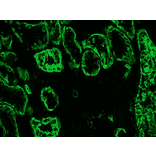 Immunohistochemistry - Anti-Cytokeratin 19 Antibody [RCK108] (A115545) - Antibodies.com
