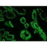 Immunohistochemistry - Anti-Cytokeratin 19 Antibody [RCK108] (A115545) - Antibodies.com