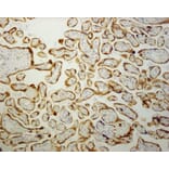 Immunohistochemistry - Paraffin - Anti-Cytokeratin 19 Antibody [RCK108] (A115545) - Antibodies.com