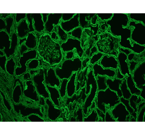 Immunohistochemistry - Frozen - Anti-Collagen IV Antibody [1043] (A115551) - Antibodies.com