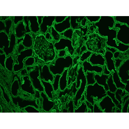 Immunohistochemistry - Frozen - Anti-Collagen IV Antibody [1043] (A115551) - Antibodies.com
