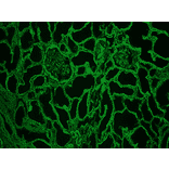Immunohistochemistry - Frozen - Anti-Collagen IV Antibody [1043] (A115551) - Antibodies.com