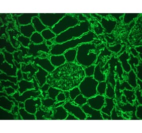 Immunohistochemistry - Frozen - Anti-Collagen IV Antibody (A115552) - Antibodies.com