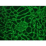 Immunohistochemistry - Frozen - Anti-Collagen IV Antibody (A115552) - Antibodies.com