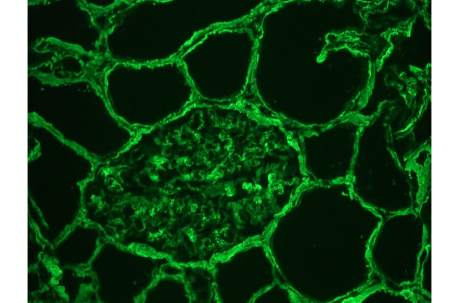 Immunohistochemistry - Frozen - Anti-Collagen IV Antibody (A115552) - Antibodies.com