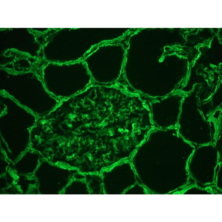 Immunohistochemistry - Frozen - Anti-Collagen IV Antibody (A115552) - Antibodies.com