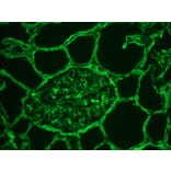 Immunohistochemistry - Frozen - Anti-Collagen IV Antibody (A115552) - Antibodies.com