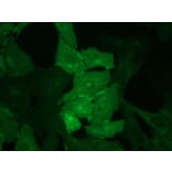 Immunocytochemistry - Anti-CD62E Antibody [UZ6] (A115576) - Antibodies.com