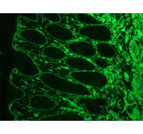 Immunofluorescence - Anti-Laminin Antibody [A5] (A115603) - Antibodies.com