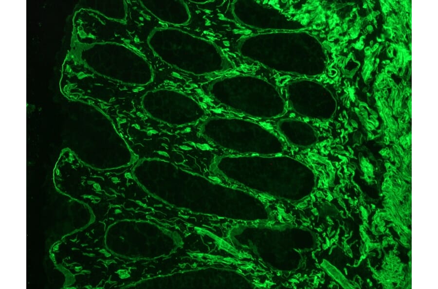Immunofluorescence - Anti-Laminin Antibody [A5] (A115603) - Antibodies.com
