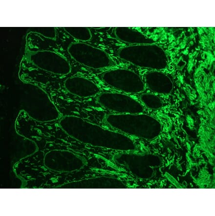 Immunofluorescence - Anti-Laminin Antibody [A5] (A115603) - Antibodies.com