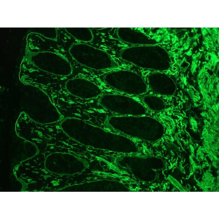 Immunofluorescence - Anti-Laminin Antibody [A5] (A115603) - Antibodies.com