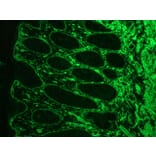 Immunofluorescence - Anti-Laminin Antibody [A5] (A115603) - Antibodies.com