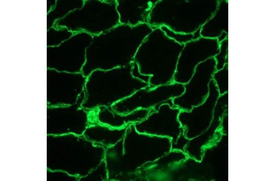 Immunofluorescence - Anti-Laminin Antibody [A5] (A115603) - Antibodies.com