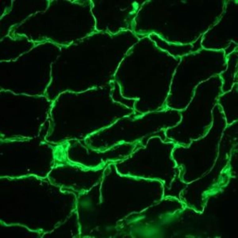 Immunofluorescence - Anti-Laminin Antibody [A5] (A115603) - Antibodies.com
