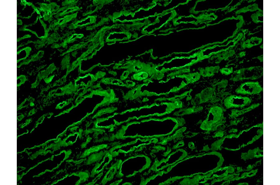 Immunohistochemistry - Frozen - Anti-Laminin Antibody [A5] (A115603) - Antibodies.com