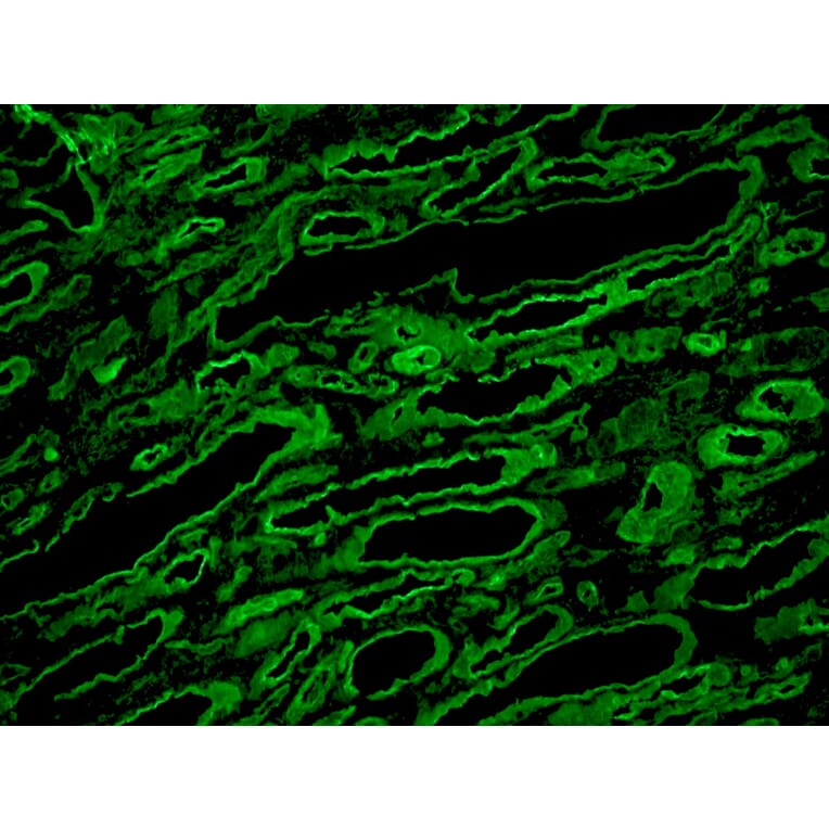 Immunohistochemistry - Frozen - Anti-Laminin Antibody [A5] (A115603) - Antibodies.com