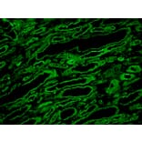 Immunohistochemistry - Frozen - Anti-Laminin Antibody [A5] (A115603) - Antibodies.com