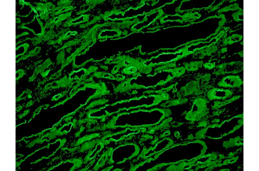 Immunohistochemistry - Frozen - Anti-Laminin Antibody [A5] (A115603) - Antibodies.com