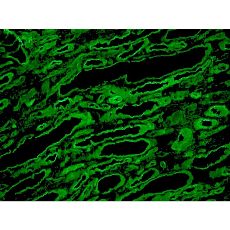 Immunohistochemistry - Frozen - Anti-Laminin Antibody [A5] (A115603) - Antibodies.com