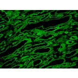 Immunohistochemistry - Frozen - Anti-Laminin Antibody [A5] (A115603) - Antibodies.com