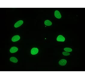 Immunocytochemistry - Anti-Lamin A Antibody [133A2] (A115605) - Antibodies.com