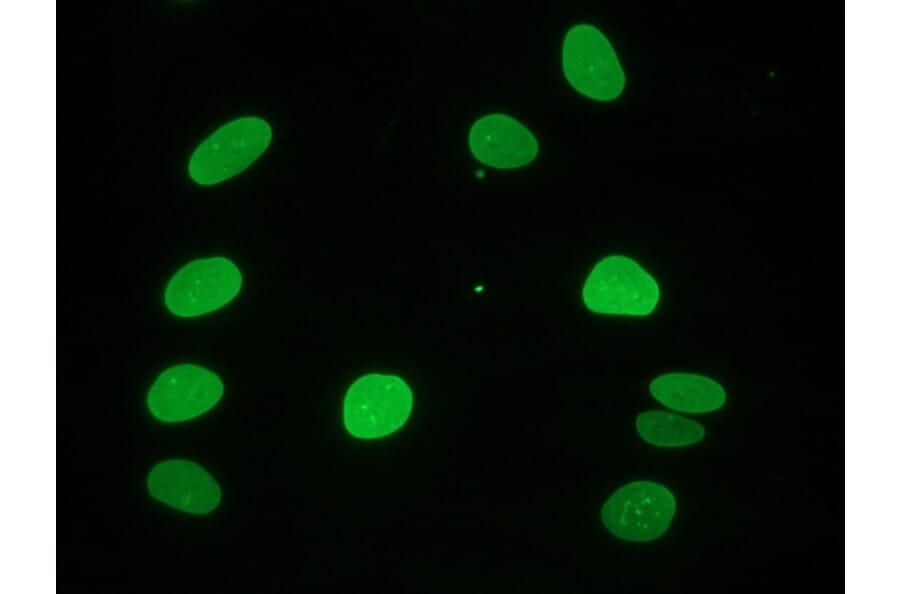 Immunocytochemistry - Anti-Lamin A Antibody [133A2] (A115605) - Antibodies.com