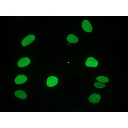 Immunocytochemistry - Anti-Lamin A Antibody [133A2] (A115605) - Antibodies.com