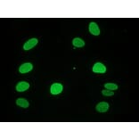 Immunocytochemistry - Anti-Lamin A Antibody [133A2] (A115605) - Antibodies.com