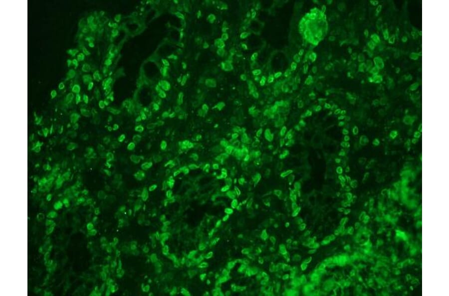 Immunohistochemistry - Anti-Lamin A Antibody [133A2] (A115605) - Antibodies.com