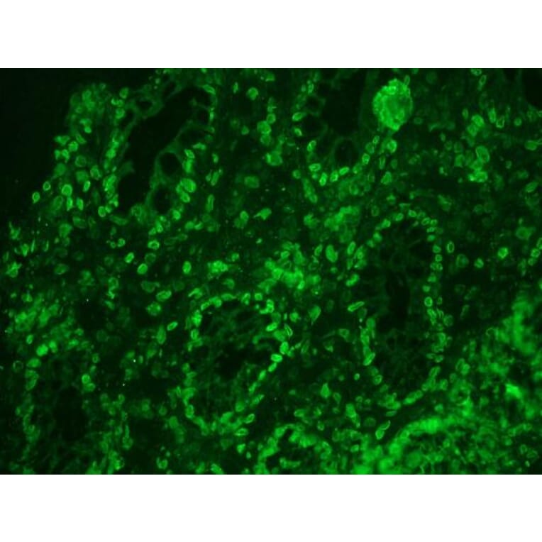 Immunohistochemistry - Anti-Lamin A Antibody [133A2] (A115605) - Antibodies.com