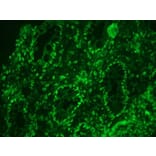 Immunohistochemistry - Anti-Lamin A Antibody [133A2] (A115605) - Antibodies.com