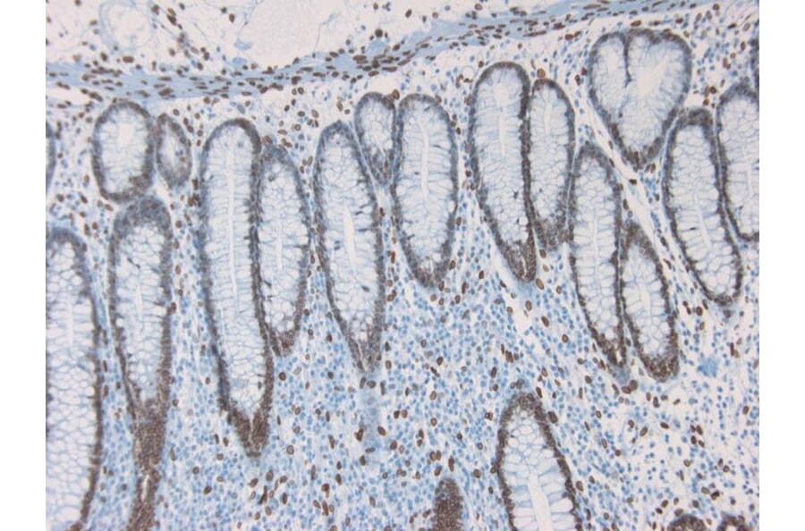 Immunohistochemistry - Anti-Lamin A Antibody [133A2] (A115605) - Antibodies.com