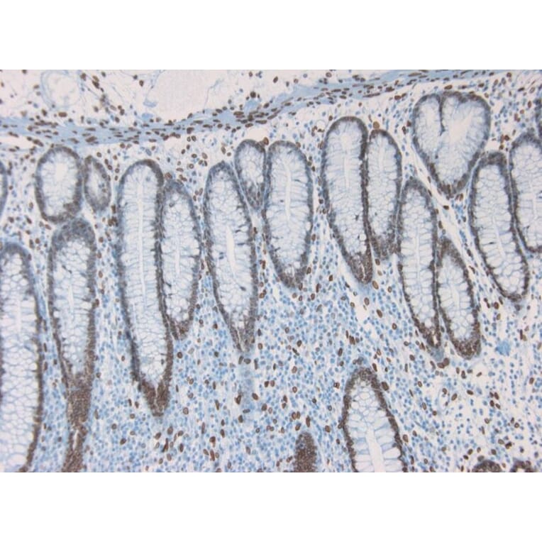 Immunohistochemistry - Anti-Lamin A Antibody [133A2] (A115605) - Antibodies.com