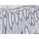 Immunohistochemistry - Anti-Lamin A Antibody [133A2] (A115605) - Antibodies.com