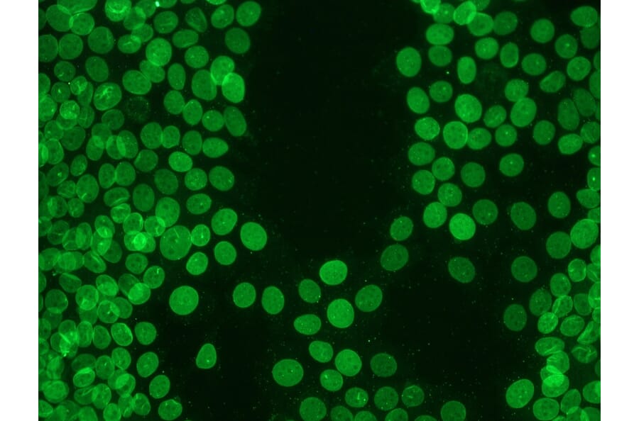 Immunohistochemistry - Anti-Lamin B1 Antibody [119D5-F1] (A115608) - Antibodies.com