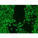 Immunohistochemistry - Anti-Lamin B1 Antibody [119D5-F1] (A115608) - Antibodies.com