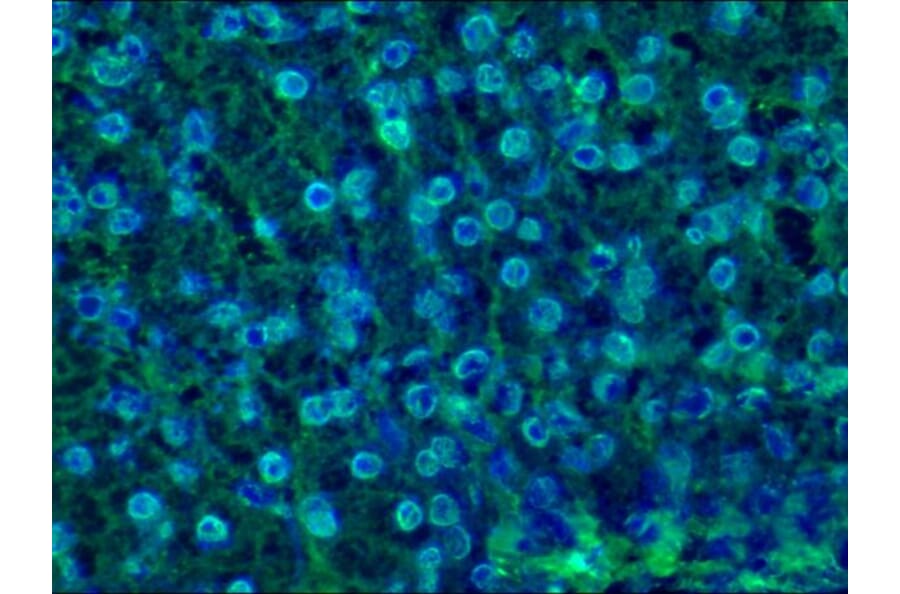 Immunohistochemistry - Anti-Lamin B1 Antibody [119D5-F1] (A115608) - Antibodies.com