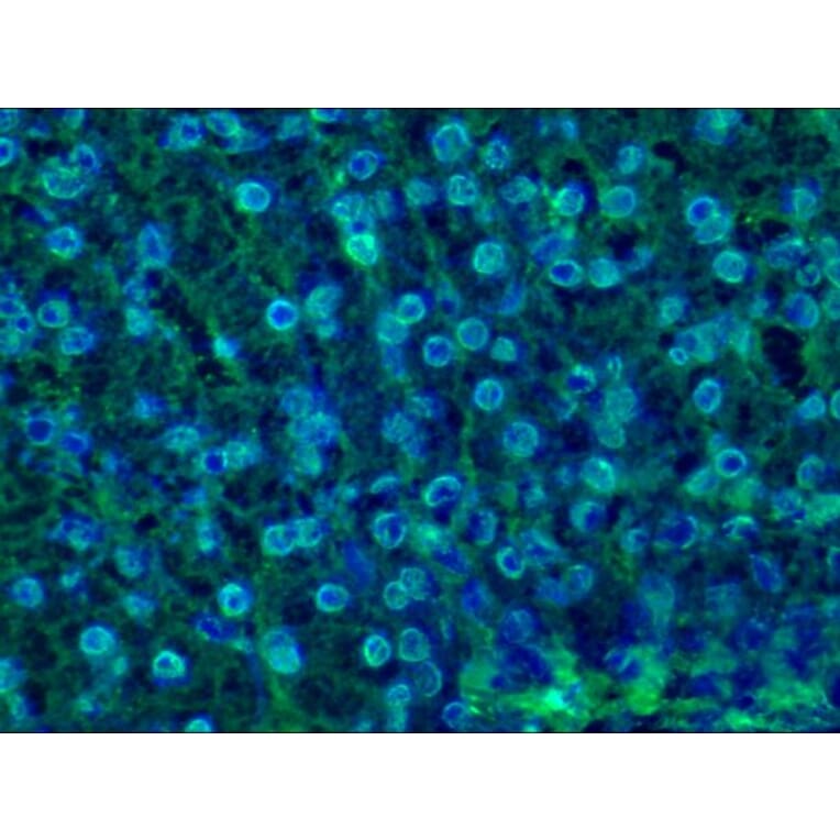 Immunohistochemistry - Anti-Lamin B1 Antibody [119D5-F1] (A115608) - Antibodies.com