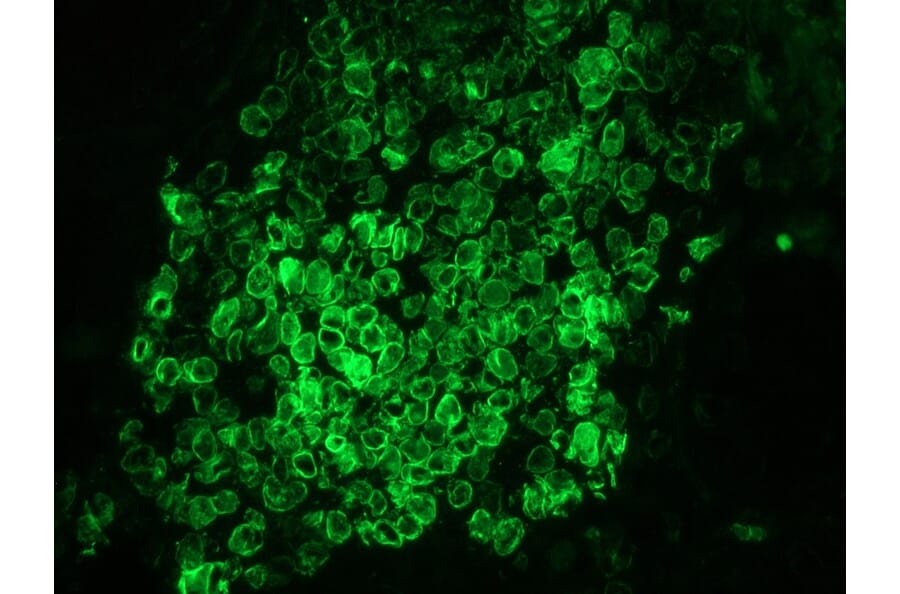 Immunohistochemistry - Anti-Lamin B1 Antibody [119D5-F1] (A115608) - Antibodies.com